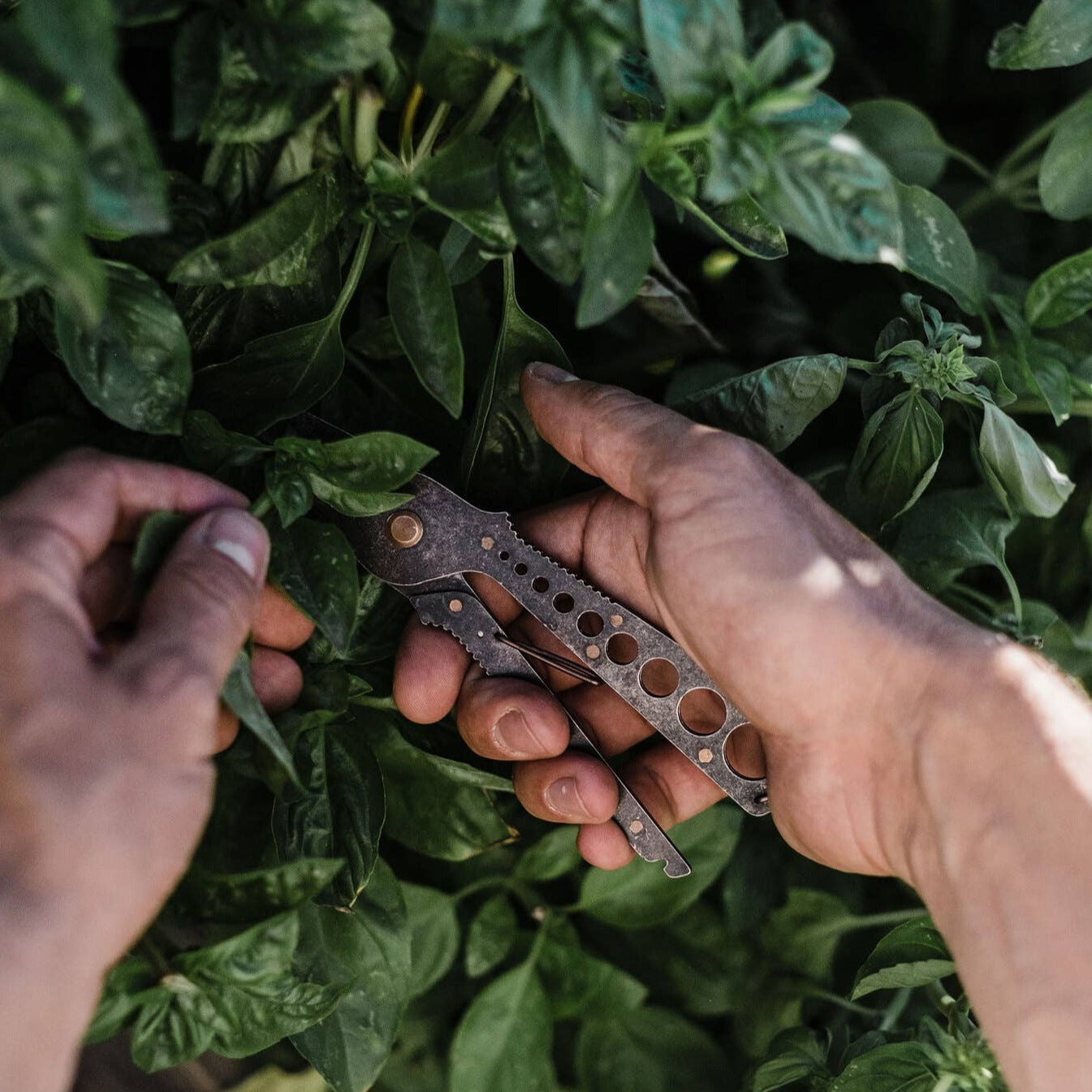 Herb Harvest & Strip Tool